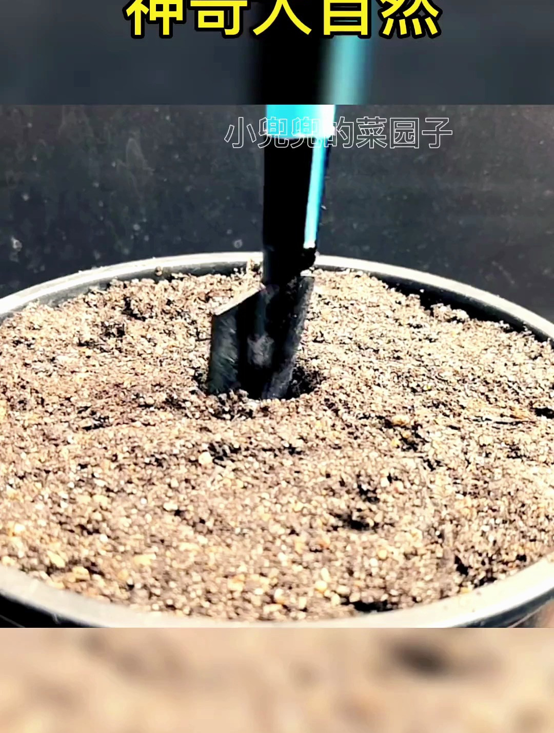 植物生长过程之玉米