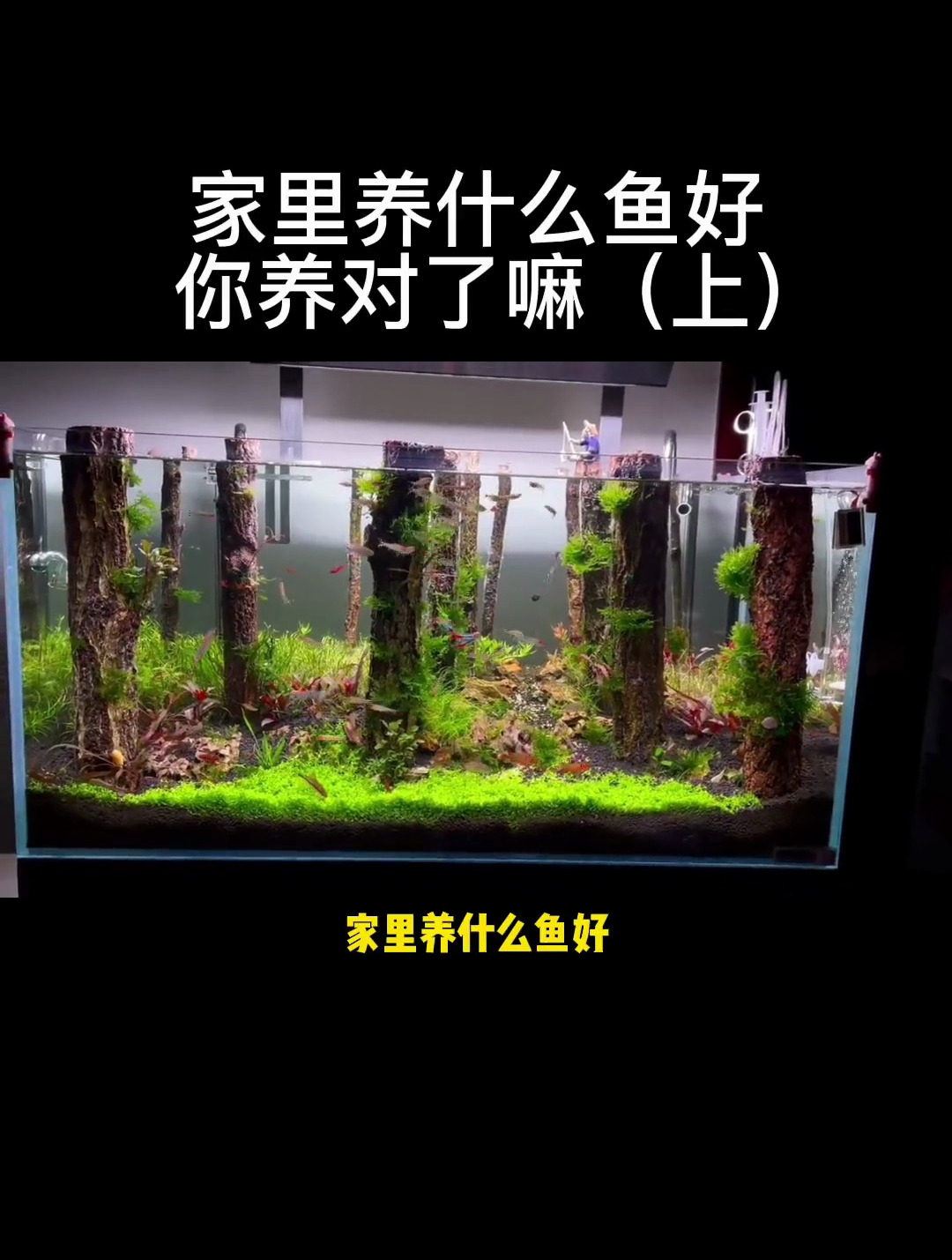 家里养什么鱼好呢?你养得对吗?