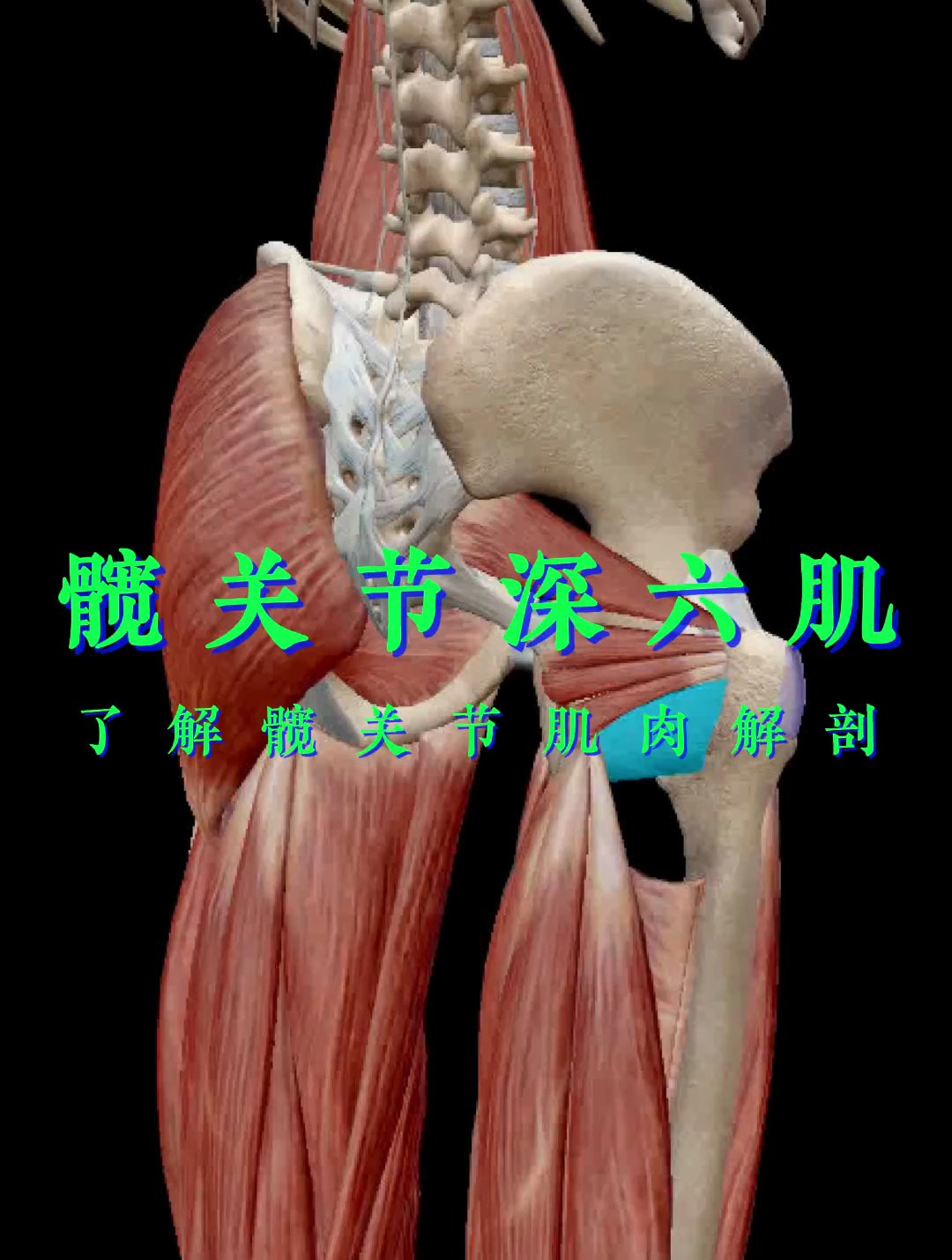 解读人体结构——髋关节,承担着稳定髋关节的作用