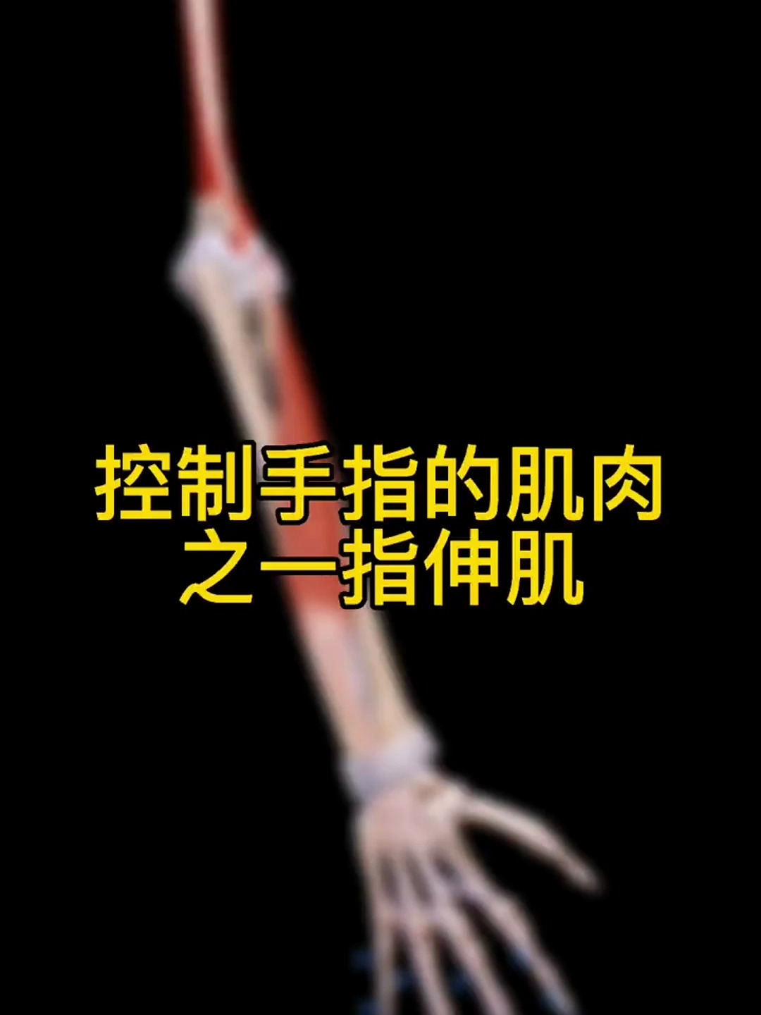 控制手指的肌肉都有哪些呢?