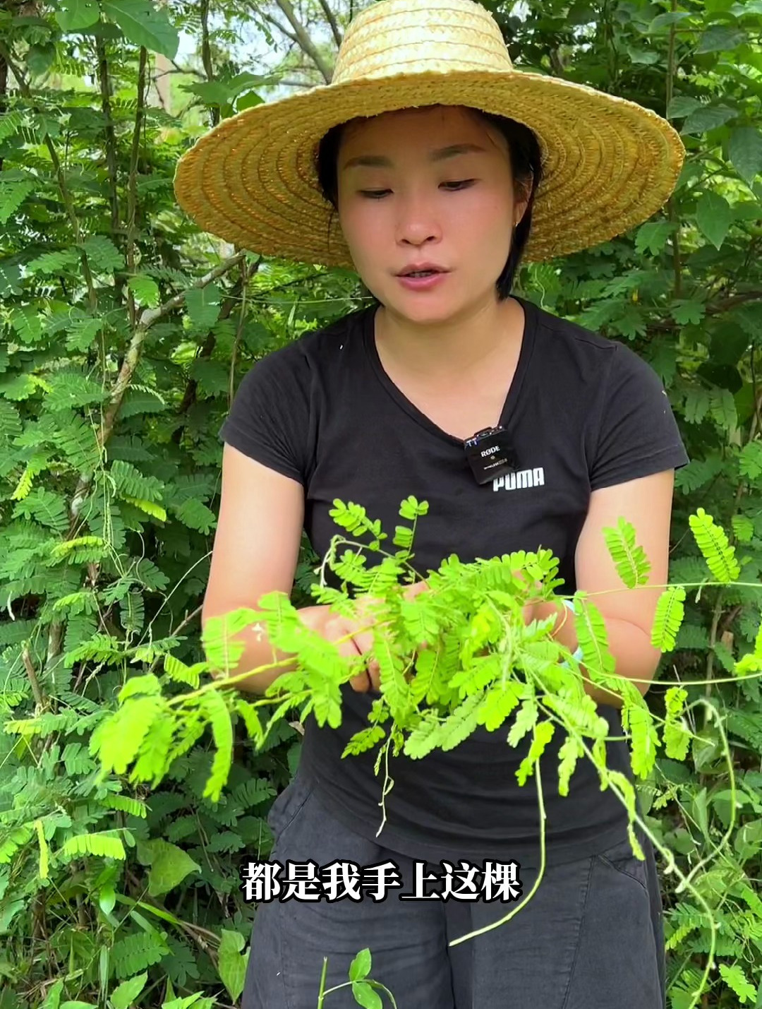 你真的认识鸡骨草吗?你知道如何区分鸡骨草跟相思藤吗?鸡骨草