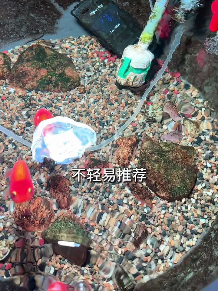 鱼缸加热棒怎么选,用什么好?既安全又能精准控温!