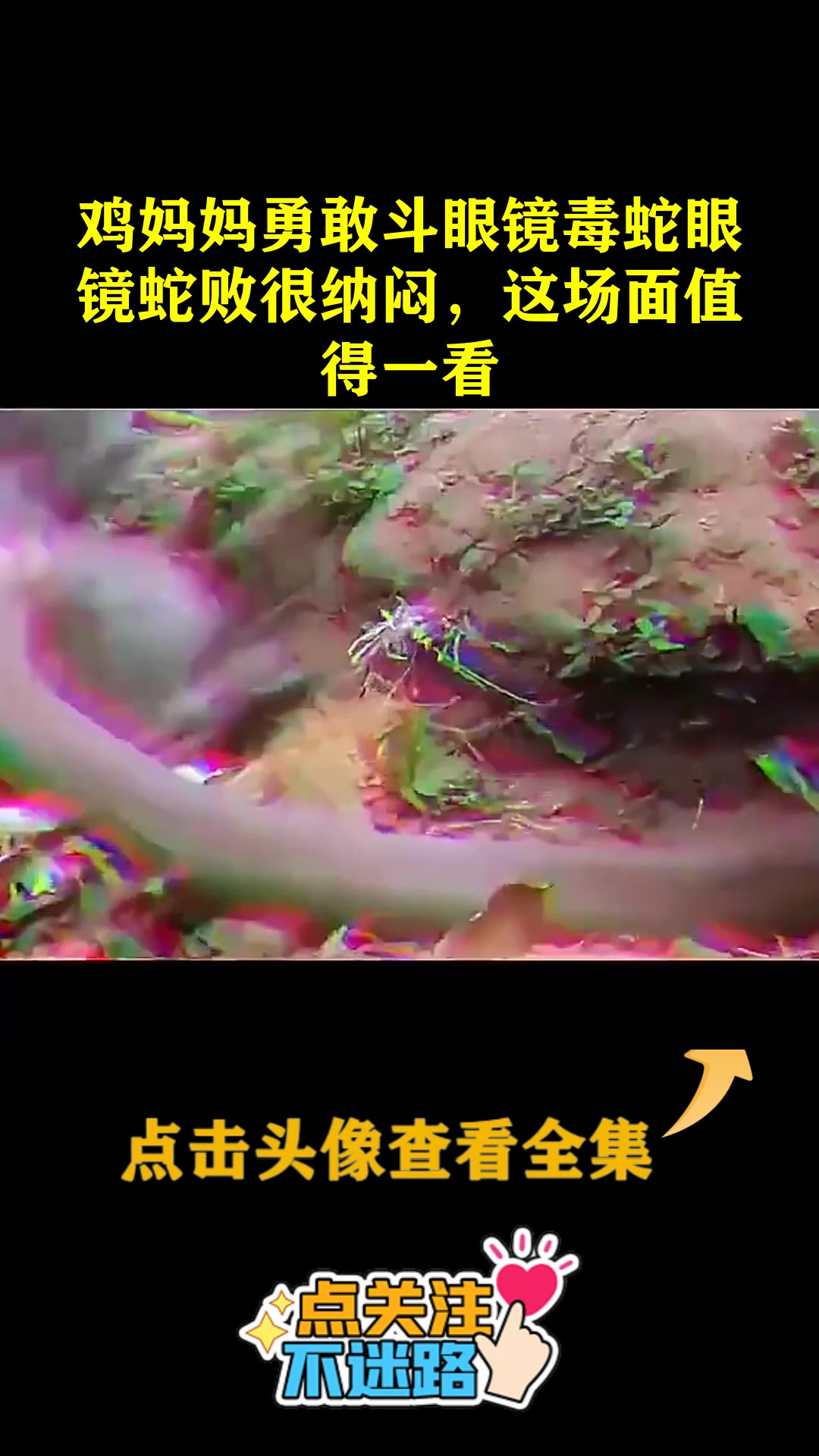 鸡妈妈勇敢斗眼镜毒蛇眼镜蛇败很纳闷,这场面值得一看