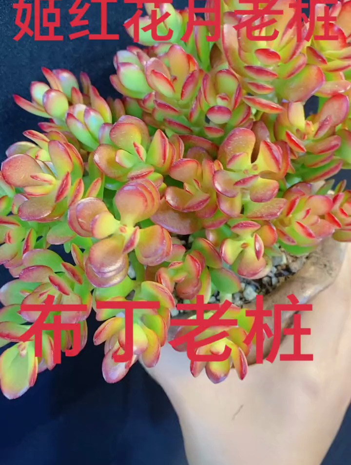 颜色鲜艳的老桩,好养好看的姬红花月
