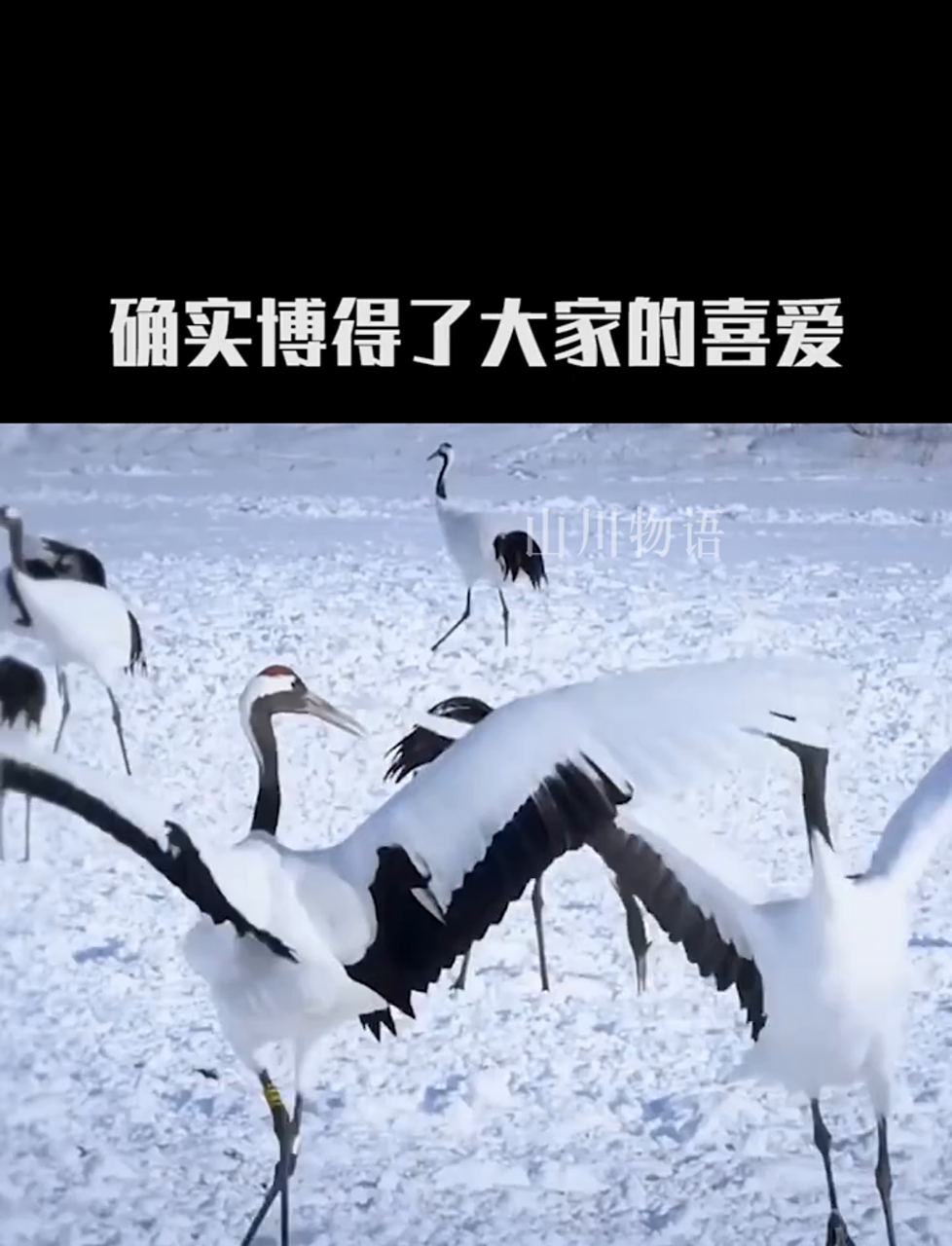 山林里的火凤凰:红腹锦鸡