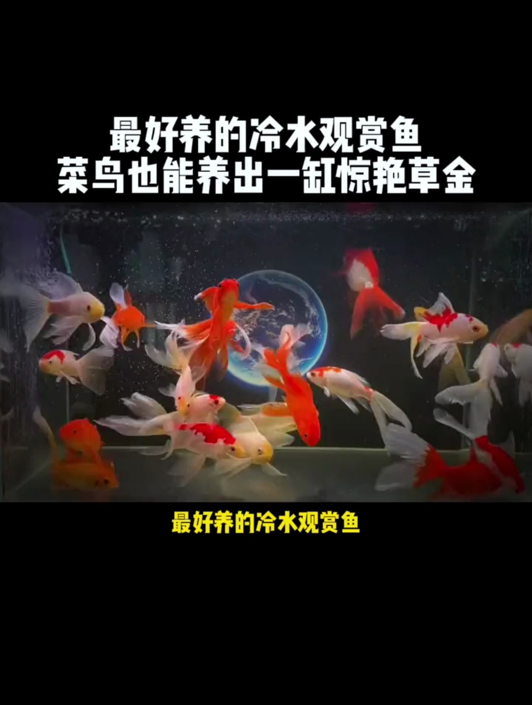 最好养的冷水观赏鱼?菜鸟也能养一缸!