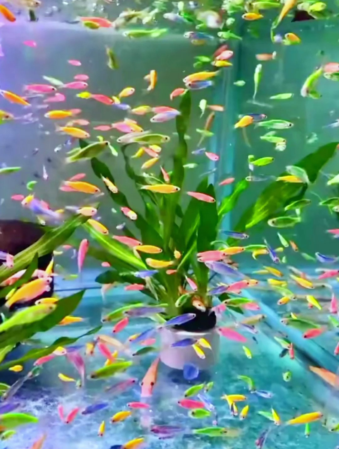 斑马鱼是懒人鱼?