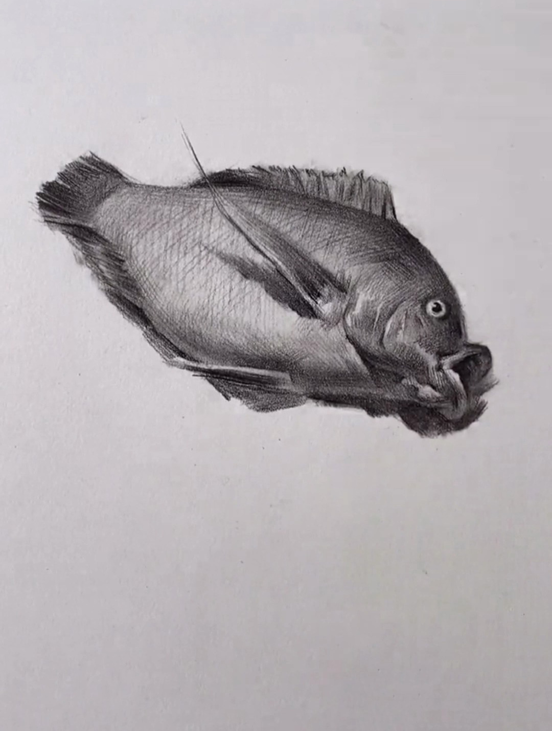 给大家盘条鱼 素描基础 少儿美术