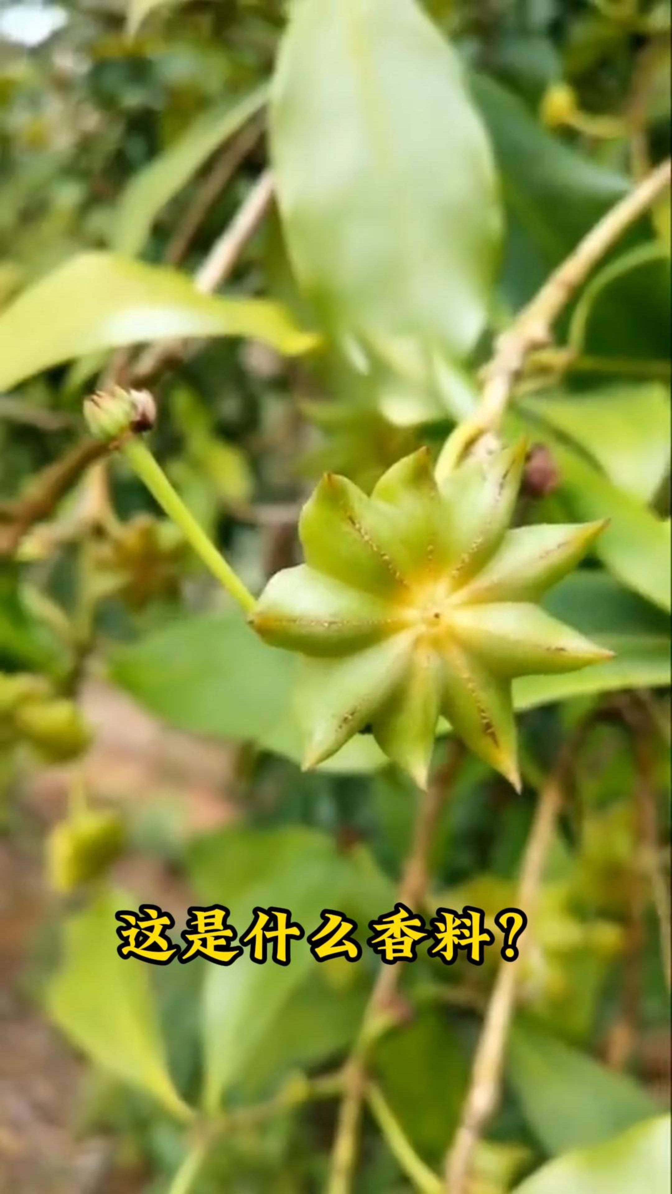 科普15种家常菜香料，看看认识几种