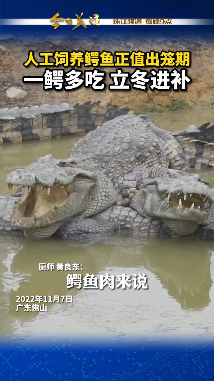 人工饲养鳄鱼正值出笼期,一鳄多吃,立冬进补