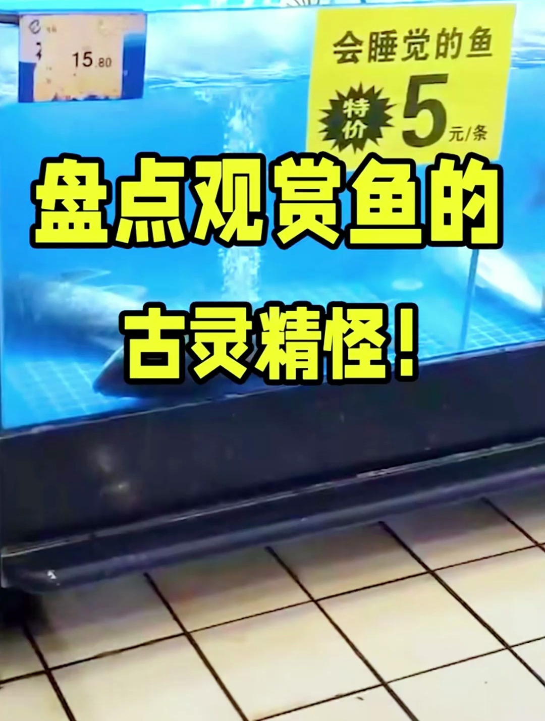 见过睡觉的鱼吗?鱼儿睡觉千奇百怪!但是别买在睡觉的鱼!