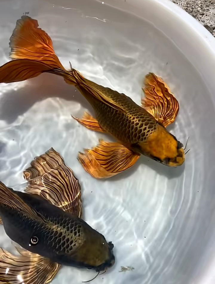 自带国风的观赏鱼,蝴蝶鲤!观赏鱼 鱼缸