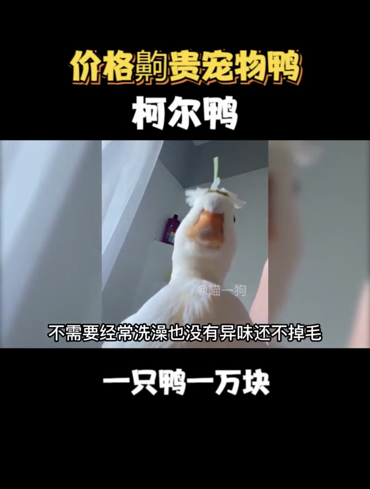 一万块钱一只的鸭子吃过没?柯尔鸭喜欢还请多多关注哟