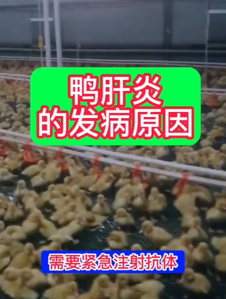 温差变化导致的鸭肝,扩群,温差变化都会引起