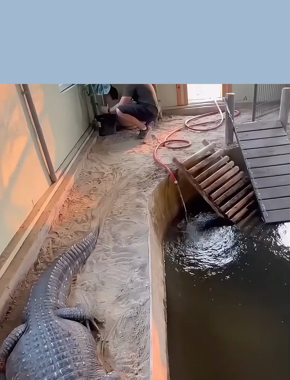 佛罗里达州除了人多,鳄鱼也多