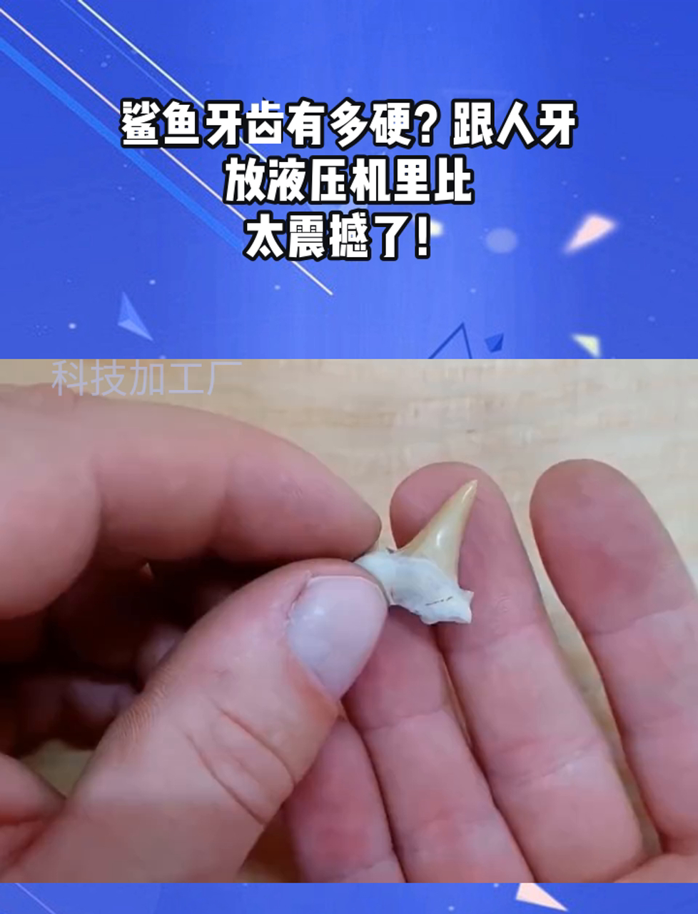 鲨鱼牙齿有多硬?跟人牙放液压机里比,太震撼了!