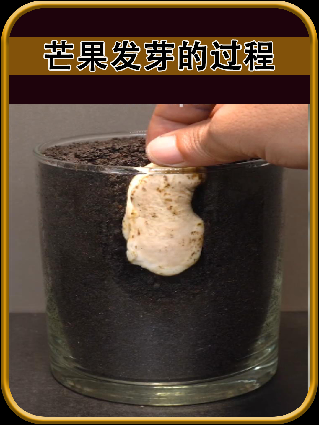 芒果发芽的过程