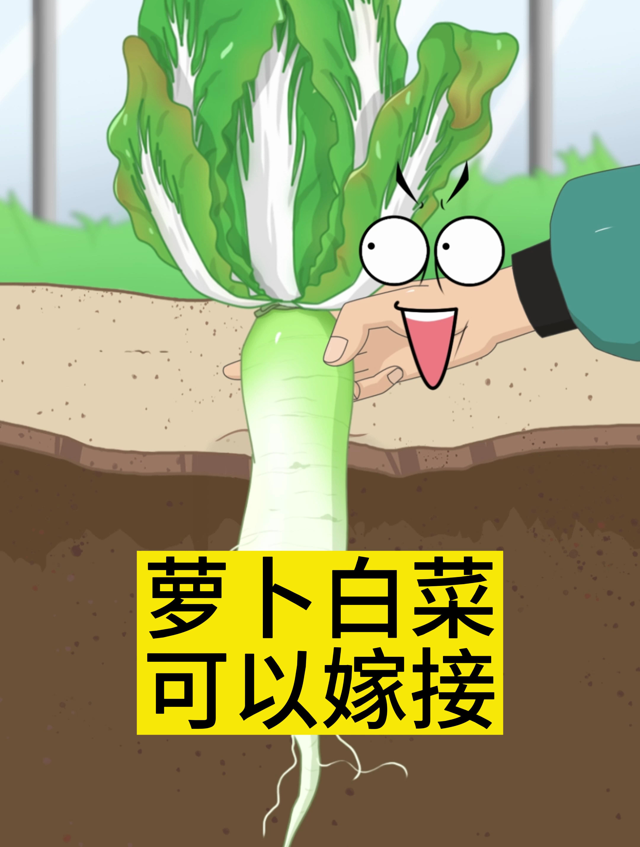 萝卜白菜可以嫁接