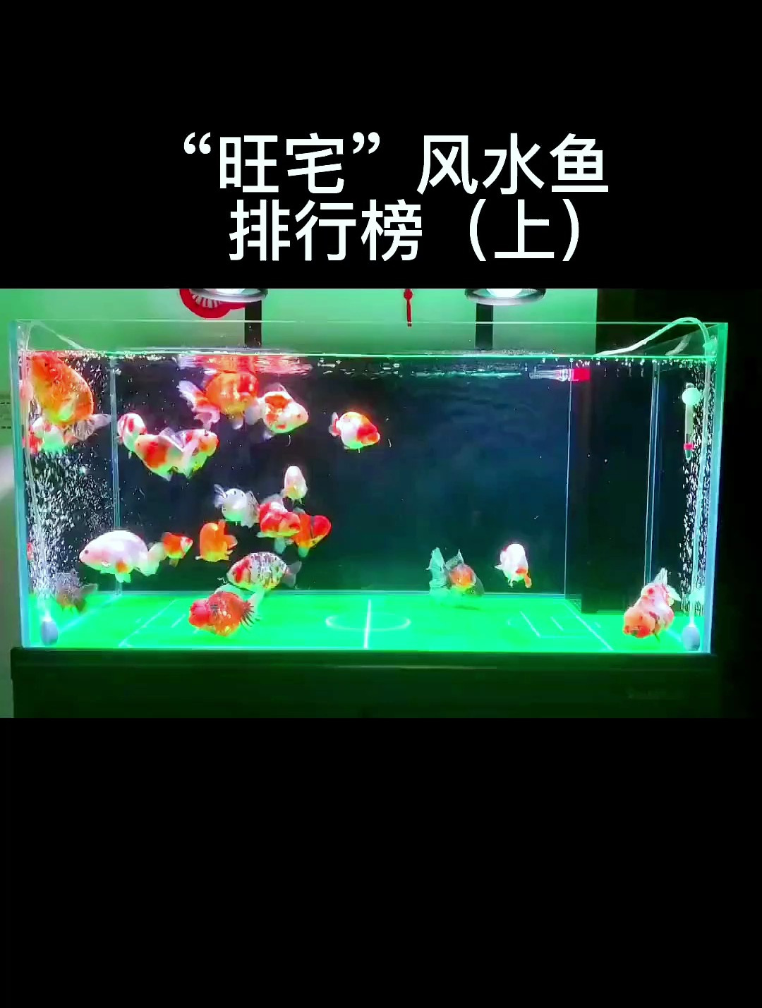 旺宅风水鱼你知道哪些?来看看你家有吗?