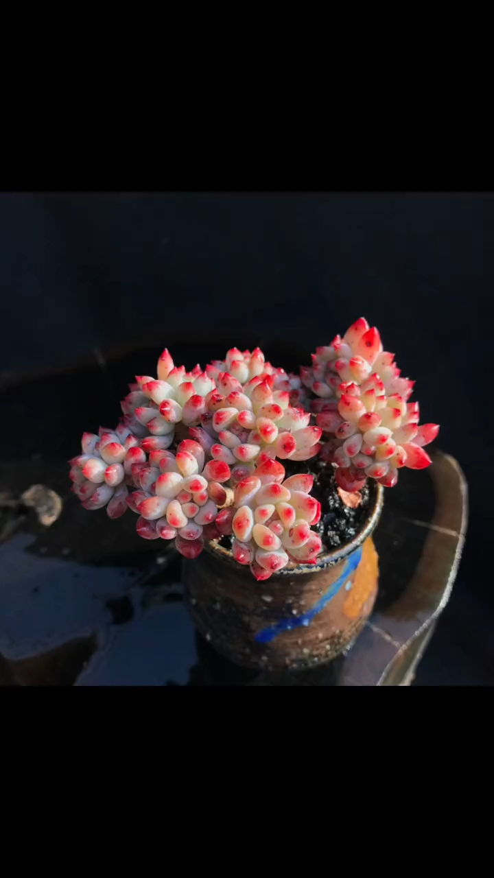 精品多肉 蓝精灵 蓝苹果