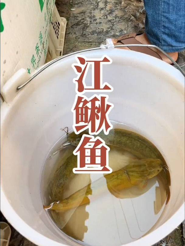 柠檬江鳅,酸辣可口的下饭菜