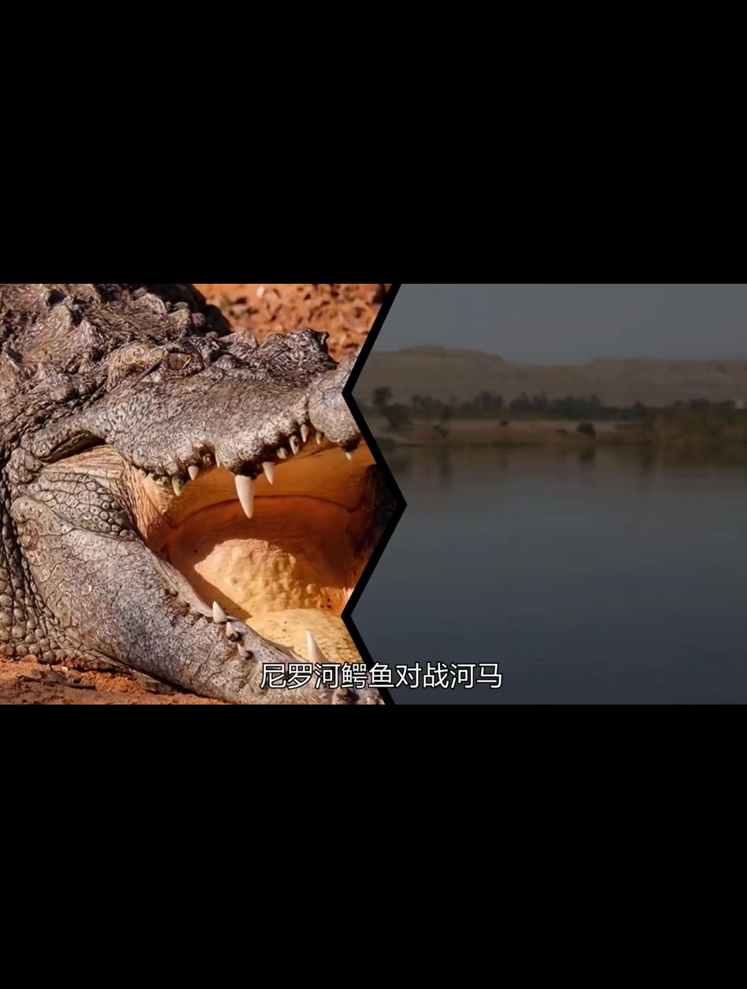 尼罗鳄对战河马,谁才是非洲水域上的王者?