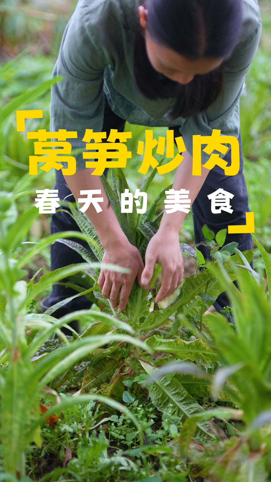 春天的莴笋,全身都是宝,摘回去炒猪肉,叶子也没浪费,很下饭