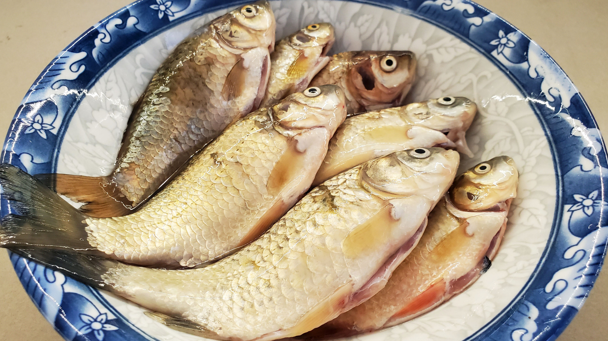 鲫鱼汤这样做,白如牛奶,鲜美香甜无腥味,连喝3碗不过瘾