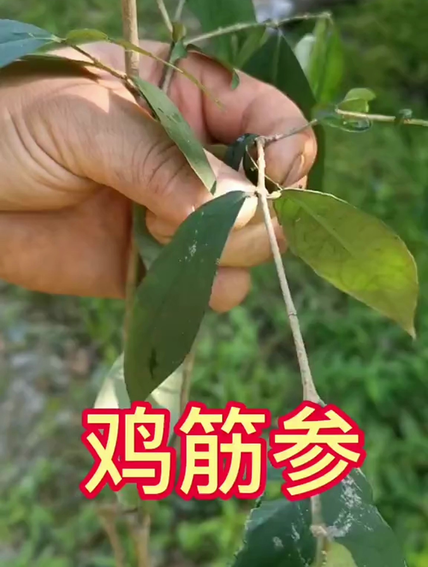 有认识鸡筋参的朋友吗