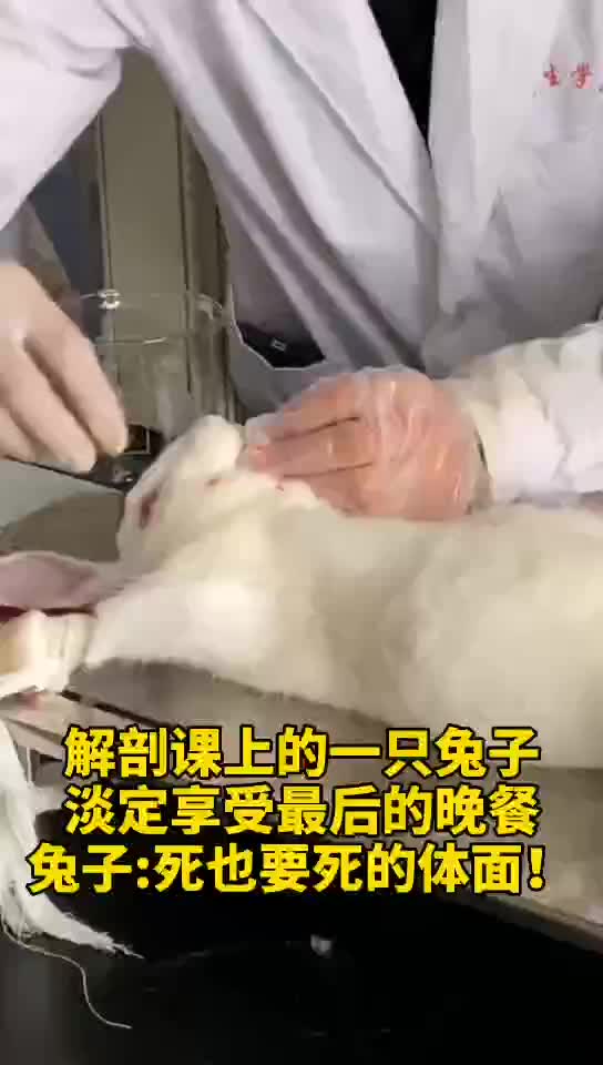 黑龙江某大学 解剖课上的一只兔子一脸倔强,淡定享受着最后的晚餐。兔子:爷就算死,也要死的体