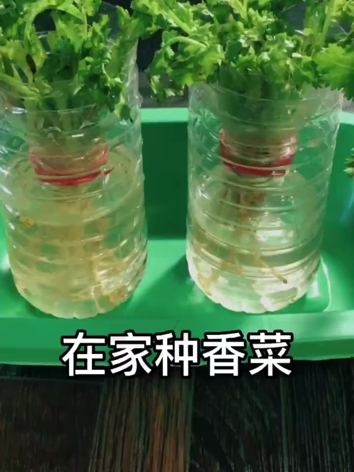 水培香菜,在冬天也能吃到新鲜的香菜