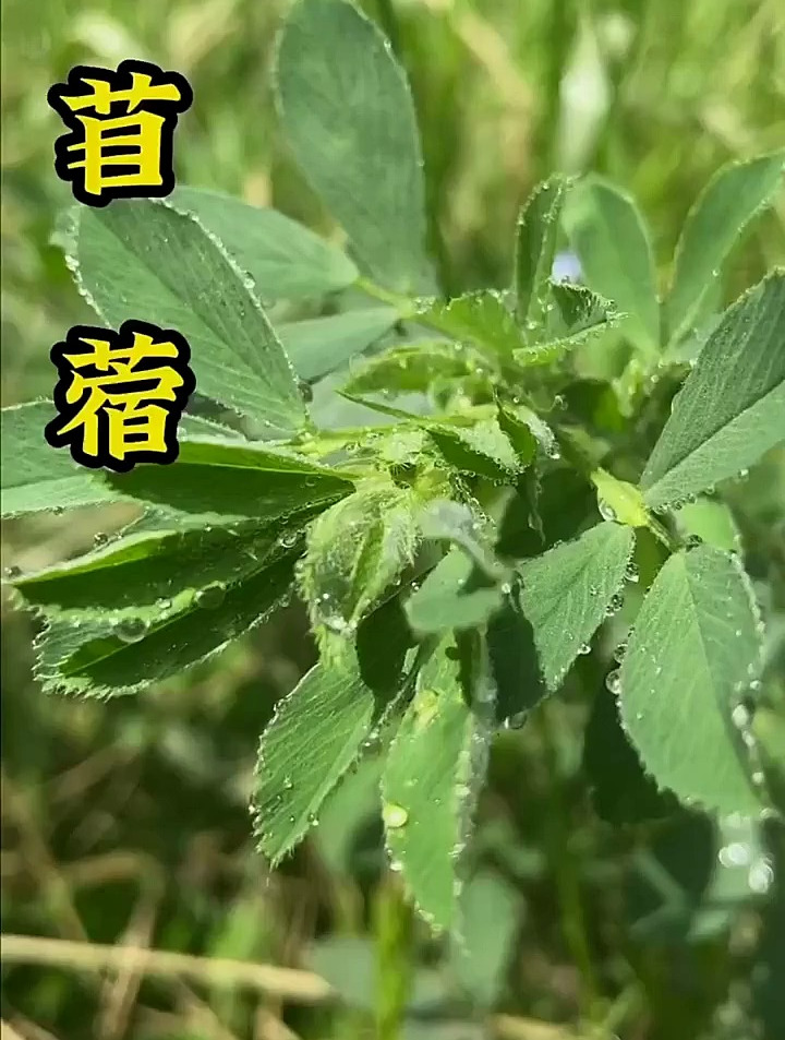 你吃过苜蓿吗?最常见的野菜