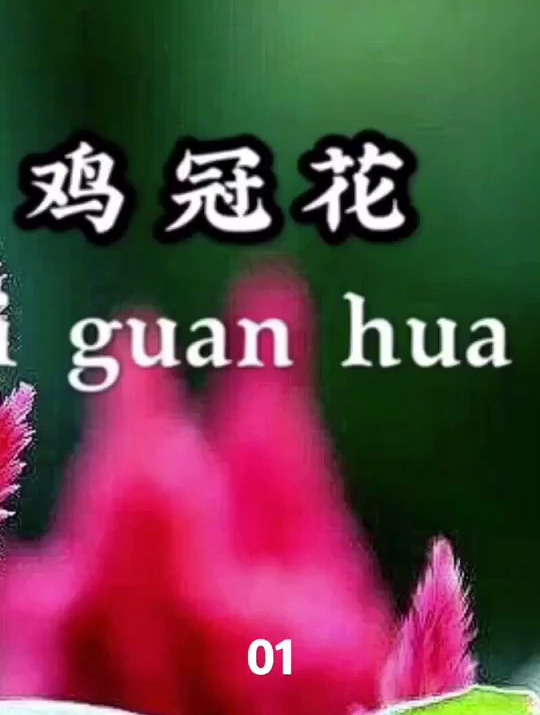 鸡冠花的传说故事 鸡冠花因其花序红色 扁平状 形似鸡冠而得名