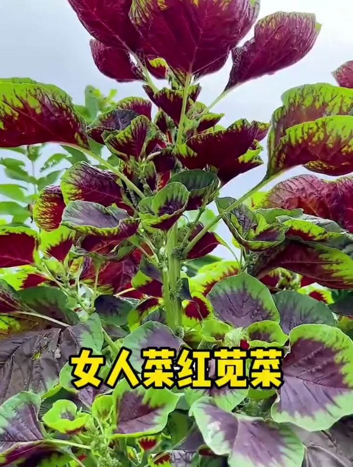 营养价值丰富的红苋菜,也被称为“女人菜”,气温越高长得越快