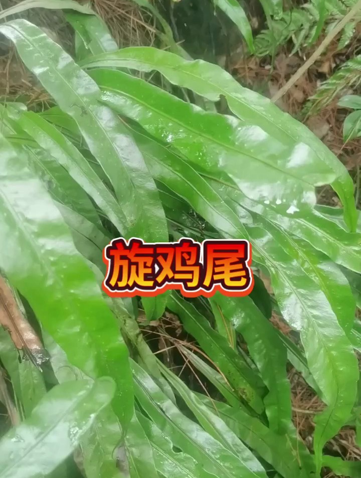 江南星厥有认识的吗?