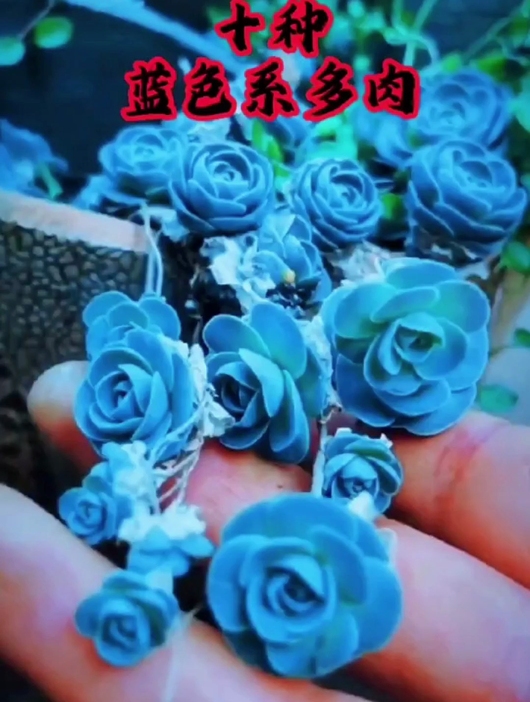 蓝色系多肉、养过的举手~