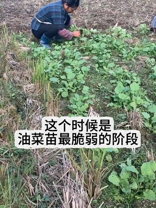 油菜最喜欢得肥料,帮您种出高产好油菜,不烧叶.上伤根