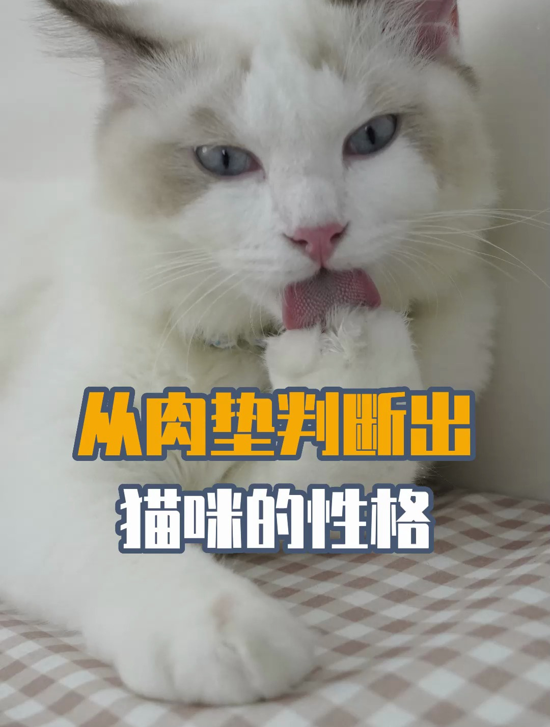 从猫咪肉垫判断性格?原来猫咪也可以看爪相