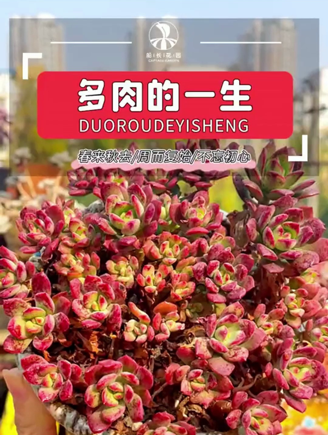 你手上养过多少,生病了又治愈了,现在还在身边的多肉了