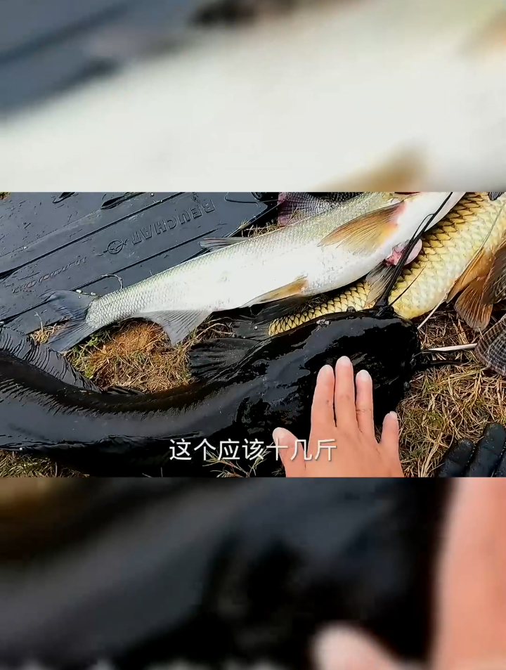 冬天潜水太冷,没想到收获一条十几斤的塘角鱼,太过瘾