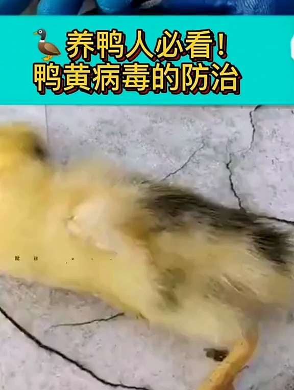养鸭人必看的鸭黄病毒的防治!