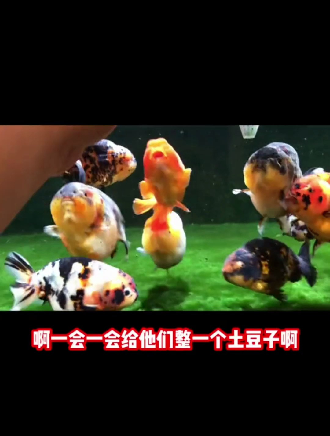 金鱼吃土豆 寿金鱼 养鱼