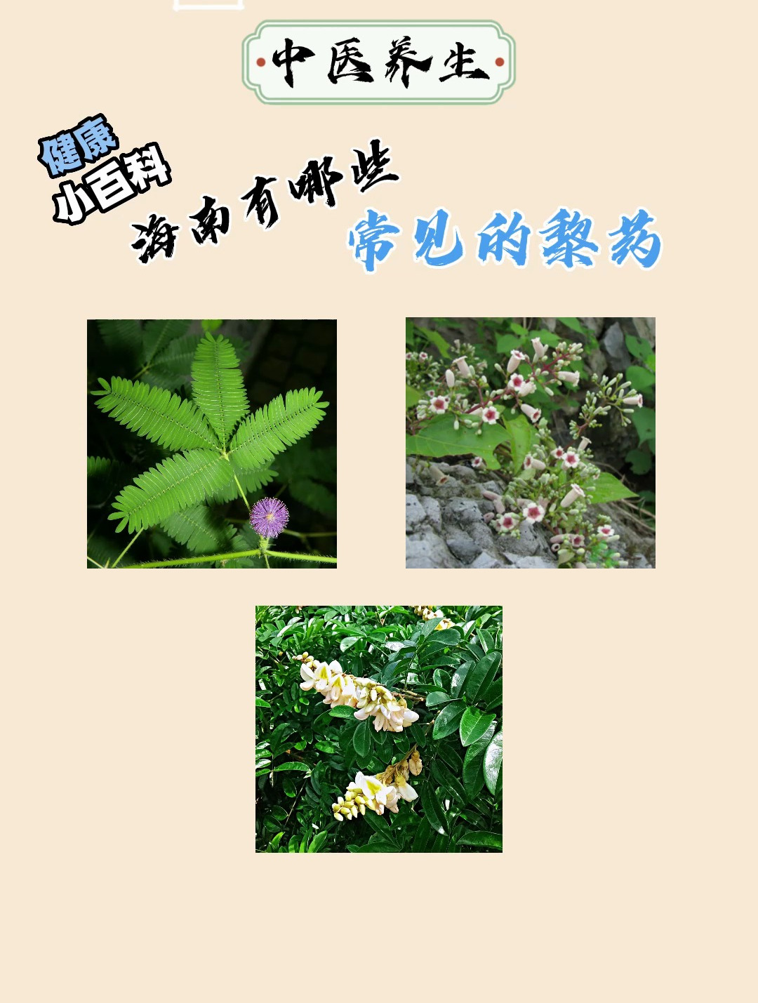 你知道海南常见的黎药有哪些吗?