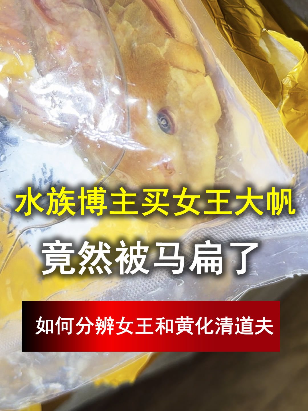 水族博主买女王大帆,竟然被马扁了,如何分辨女王和黄化清道夫