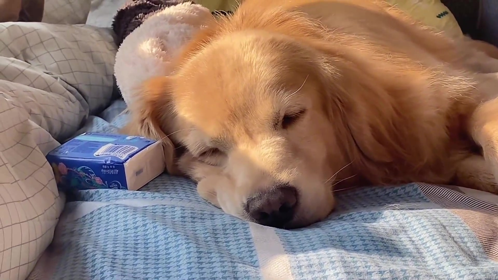 金灿灿的小黄狗儿～
