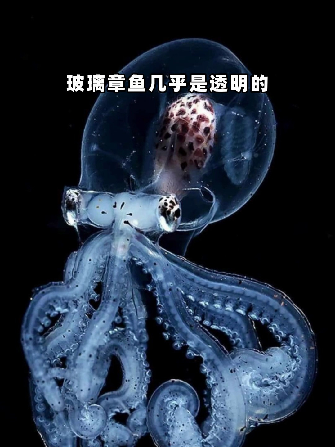 玻璃章鱼几乎是透明的