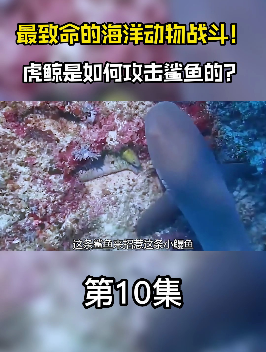 最恐怖、最致命的海洋动物战斗!虎鲸是如何攻击鲨鱼的?10