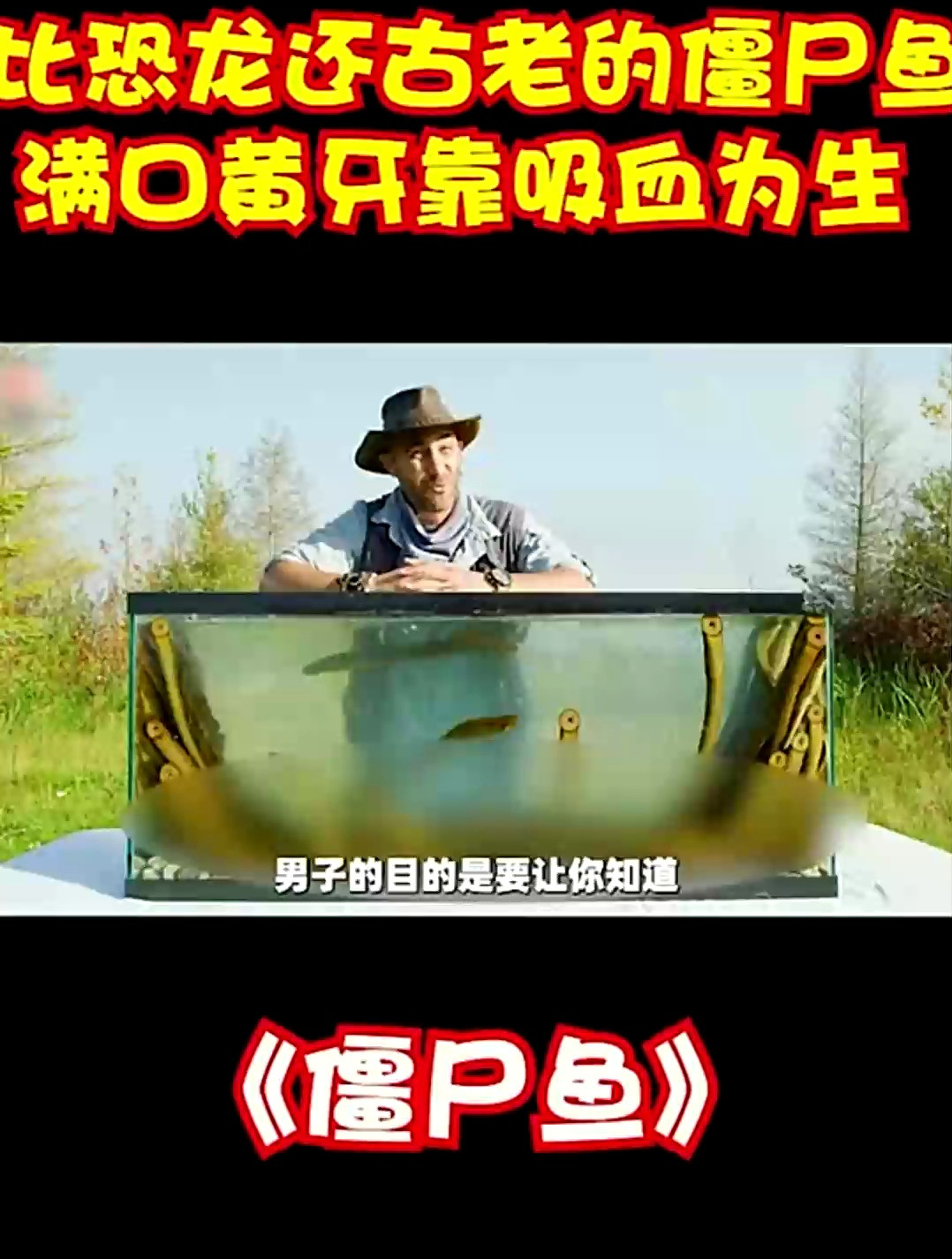 比恐龙还古老的僵尸鱼,满口黄牙靠吸血为生,外国小哥大胆做实验