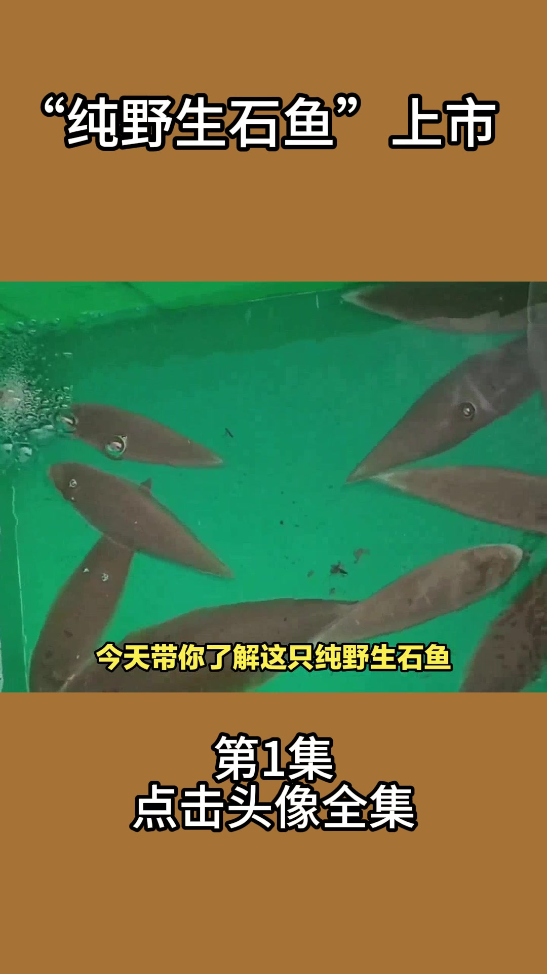 “纯野生石鱼”上市1