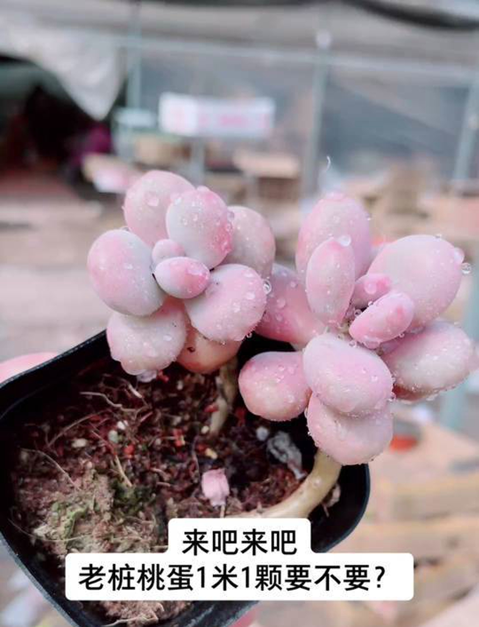 亚美桃蛋,多肉界的小萌物